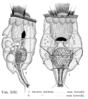 Anuraea aculeata