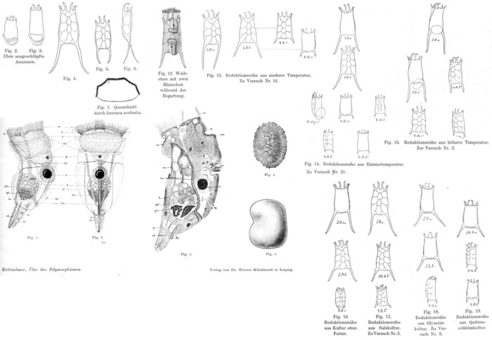 Anuraea aculeata
