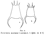 Anuraea aculeata f. curvata - Original description image
