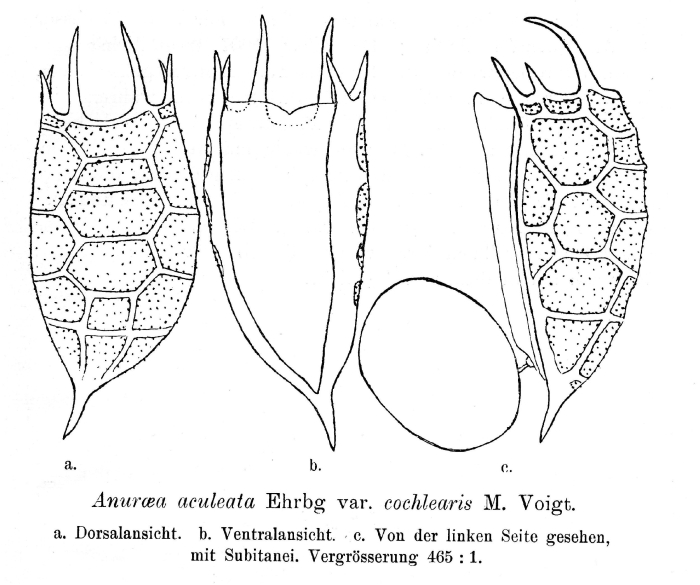 Anuraea aculeata var. cochlearis