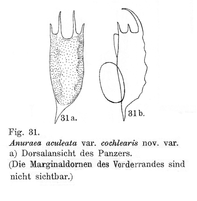 Anuraea aculeata var. cochlearis