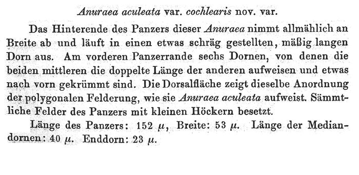 Anuraea aculeata var. cochlearis - Original description image