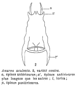 Anuraea aculeata var. conica - Original description image