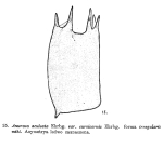 Anuraea aculeata var. curvicornis f. irregularis - Original description image