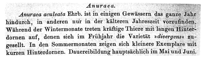 Anuraea aculeata var. divergens - Original description image