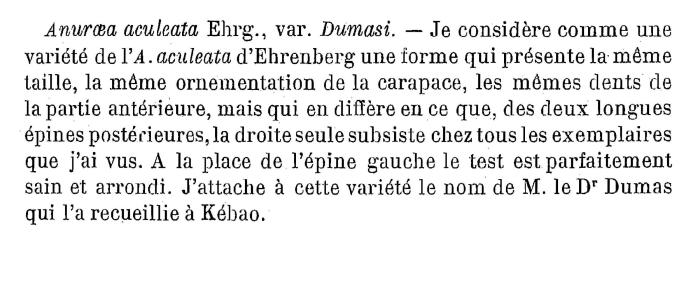 Anuraea aculeata var. dumasi - Original description image