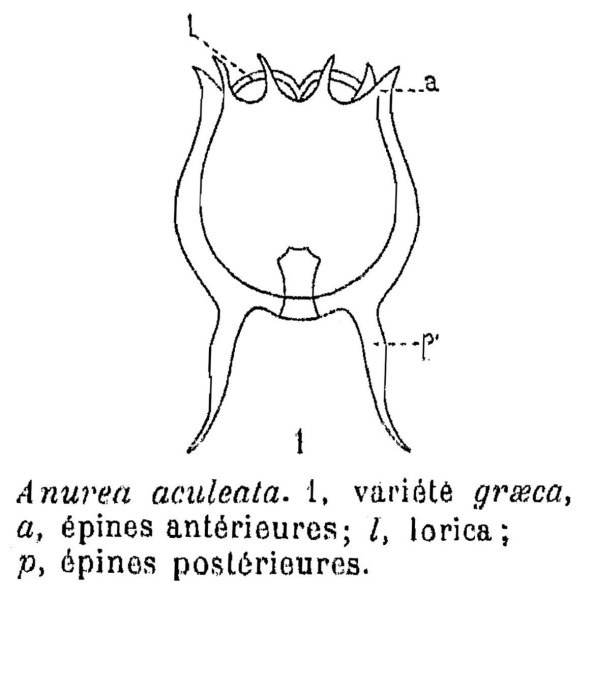 Anuraea aculeata var. graeca - Original description image