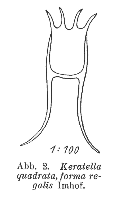 Anuraea aculeata var. regalis