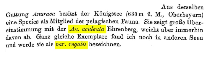 Anuraea aculeata var. regalis - Original description image