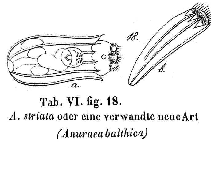 Anuraea balthica - Original description image