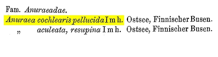 Anuraea cochlearis pellucida - Original description image