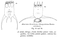 Anuraea divaricata