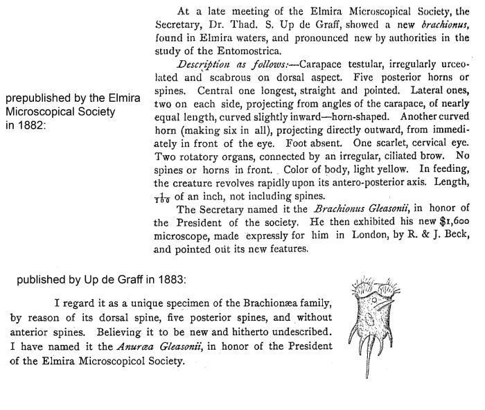 Anuraea gleasonii - Original description image