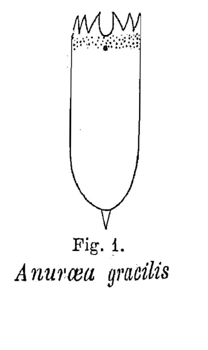 Anuraea gracilis - Original description image