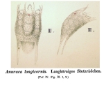 Anuraea longicornis - Original description image