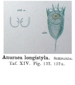 Anuraea longistyla - Original description image