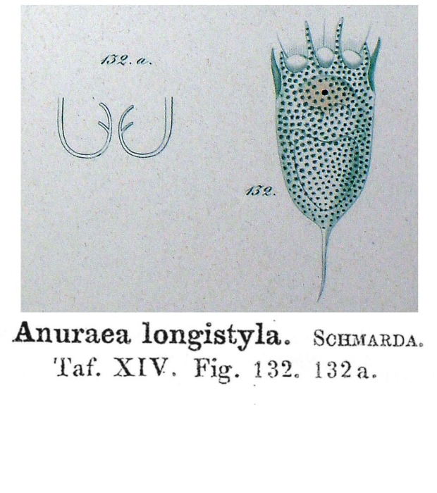 Anuraea longistyla - Original description image
