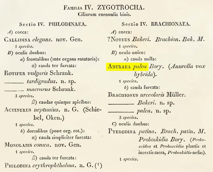 Anuraea palea