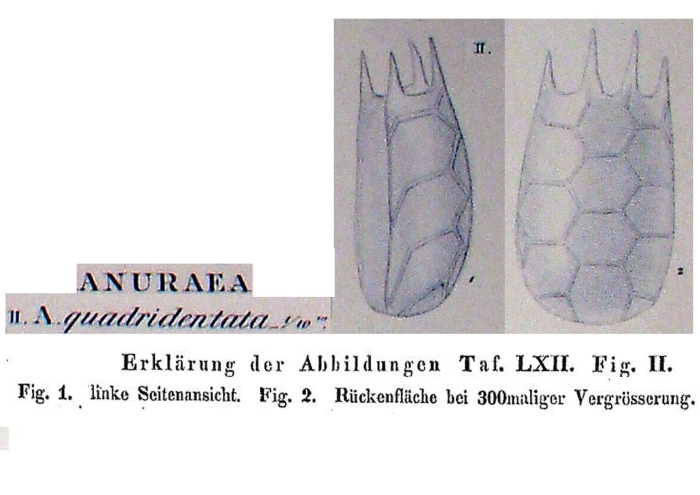 Anuraea quadridentata - Original description image