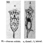 Anuraea schista - Original description image