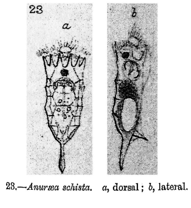 Anuraea schista - Original description image