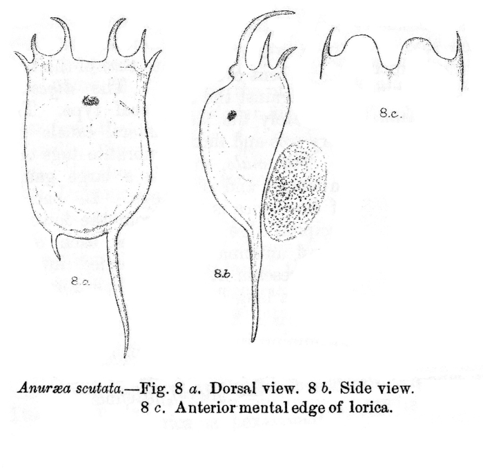 Anuraea scutata - Original description image