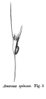Anuraea spinosa - Original description image