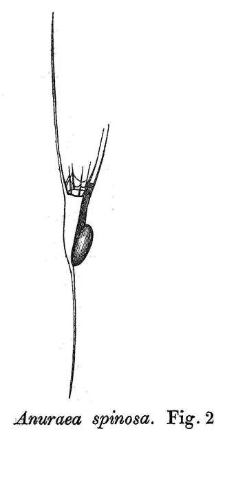 Anuraea spinosa Anuraea spinosa