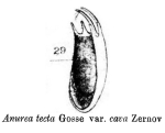 Anuraea tecta var. cava - Original description image
