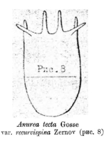 Anuraea tecta var. recurvispina - Original description image