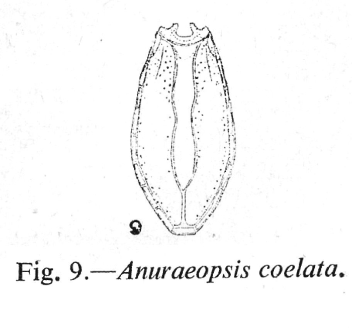Anuraeopsis coelata