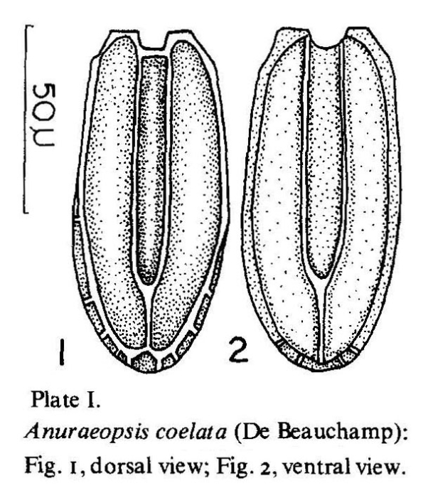 Anuraeopsis coelata