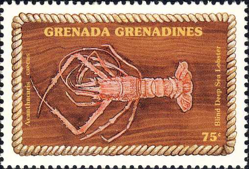 Acanthacaris caeca Acanthacaris caeca