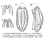 Anuraeopsis coelata - Original description image