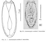 Anuraeopsis coelata f. lanceolata - Original description image