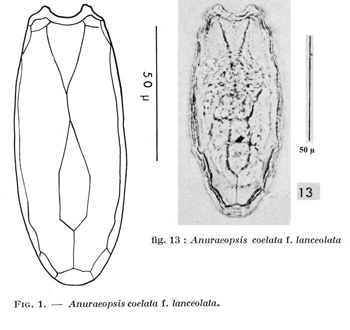 Anuraeopsis coelata f. lanceolata - Original description image