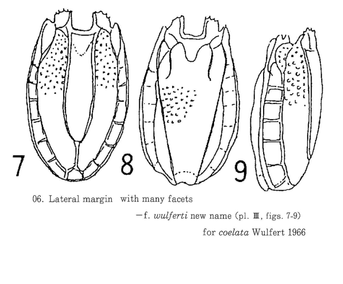 Anuraeopsis coelata f. wulferti - Original description image