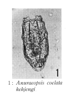 Anuraeopsis coelata kehjengi - Original description image