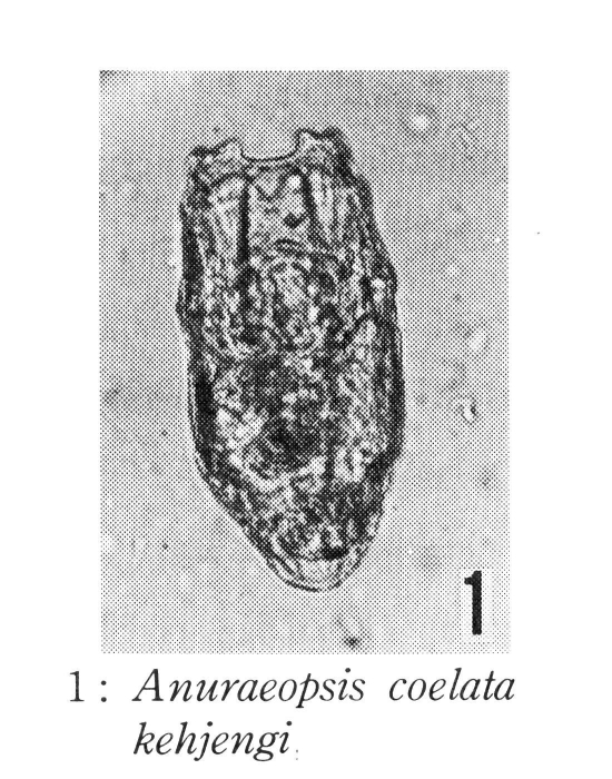 Anuraeopsis coelata kehjengi - Original description image