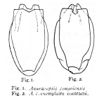 Anuraeopsis congolensis - Original description image