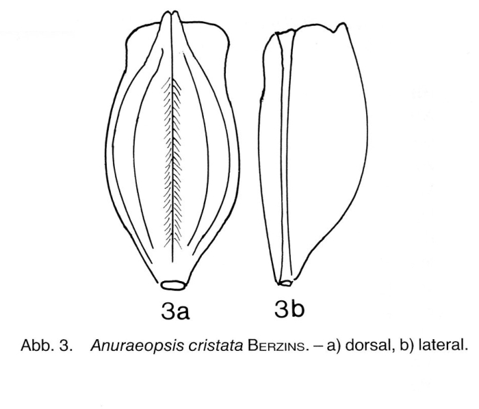 Anuraeopsis cristata