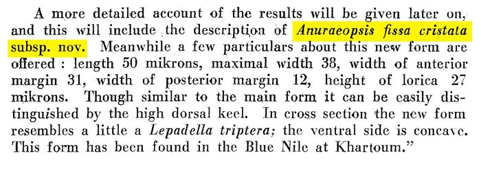 Anuraeopsis cristata - Original description image