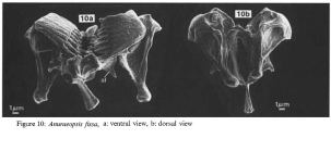 Anuraeopsis fissa