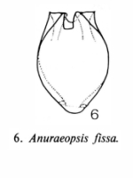Anuraeopsis fissa