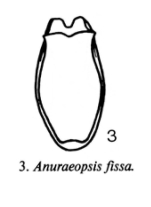 Anuraeopsis fissa