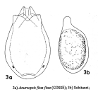 Anuraeopsis fissa