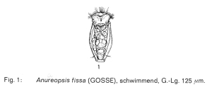 Anuraeopsis fissa