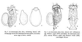 Anuraeopsis fissa