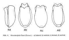 Anuraeopsis fissa