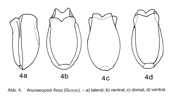 Anuraeopsis fissa